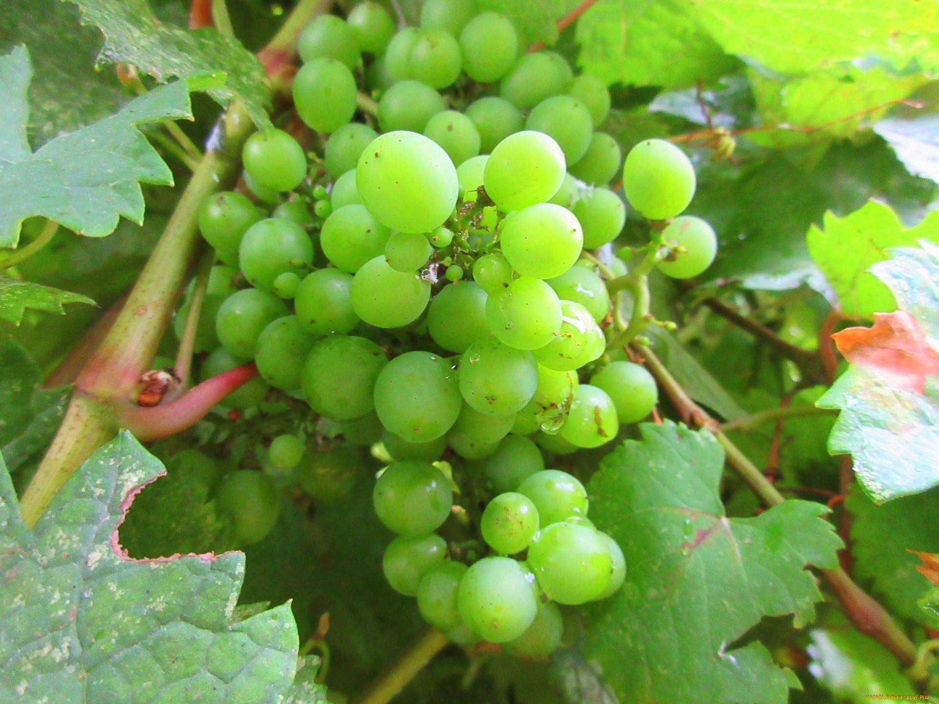 Виноград зеленый польза. Виноград Олга зелёный сорт. Виноградовство зеленый виноград. Салатовый виноград.
